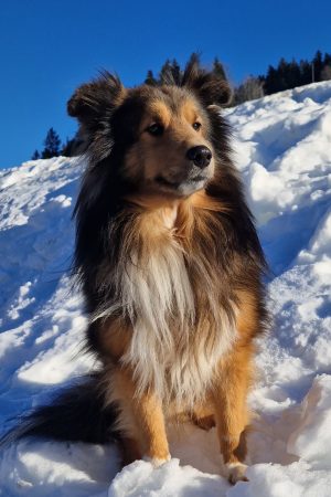 Swiss Mountain Shelties
Sheltie Zucht Schweiz
Welpen