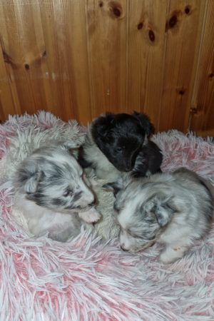 Swiss Mountain Shelties