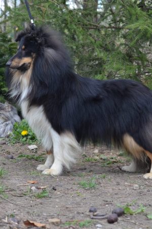 Swiss Mountain SheltiesSheltie Zucht Schweiz Kira