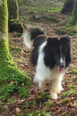 Swiss Mountain SheltiesSheltie Zucht Schweiz Anuk