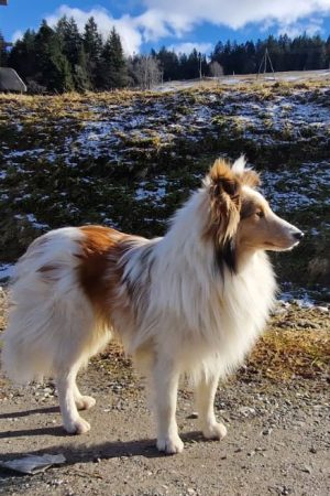 Swiss Mountain SheltiesSheltie Zucht Schweiz Fjonn