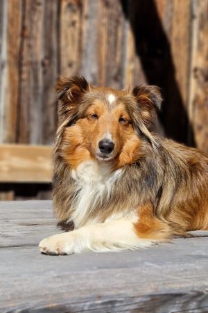 Swiss Mountain SheltiesSheltie Zucht Schweiz Nina
