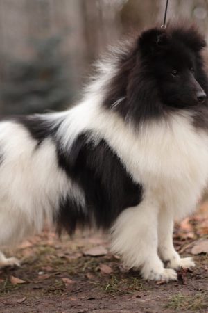 Swiss Mountain SheltiesSheltie Zucht Schweiz Kajuk