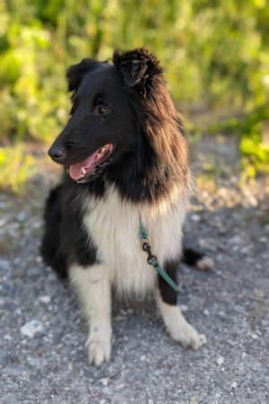 Swiss_Mountain_SheltiesShelties_Zoey
